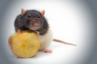 Rat_Apple
